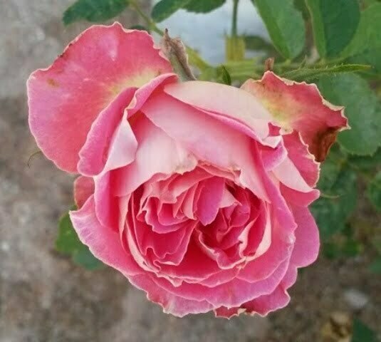 Rose Live Plant (Peach) | Pokok Bunga Ros (Peach)