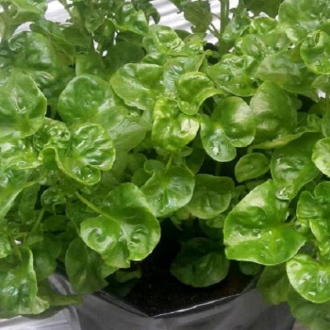 Sisoo Spinach Sapling |  Bayam Brazil