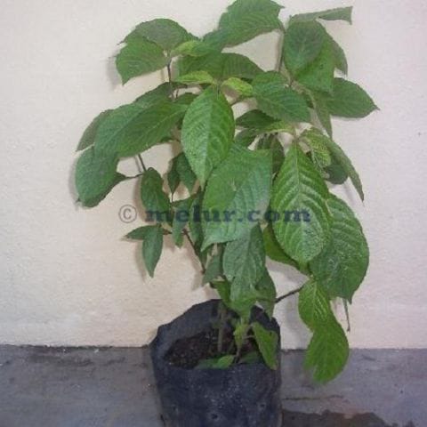 Strobilanthes Crispa Sapling | Anak Pokok Pecah Beling Polibag 8X8