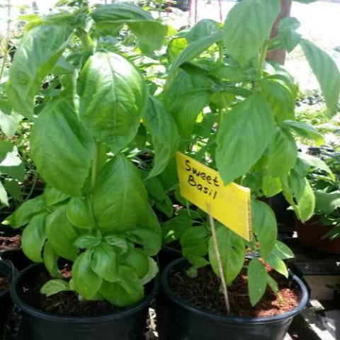Sweet Basil