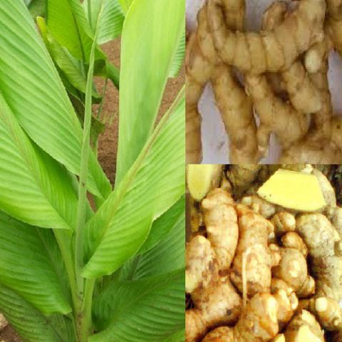 Temu  Mangga