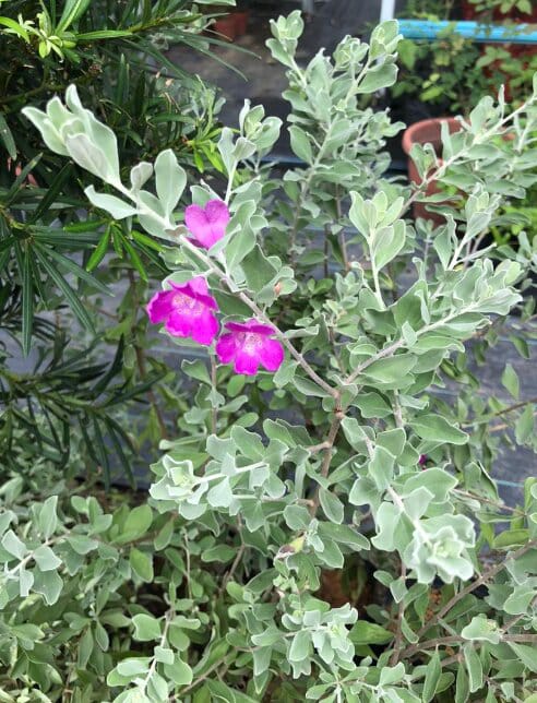 Texas Sage Plant Sapling