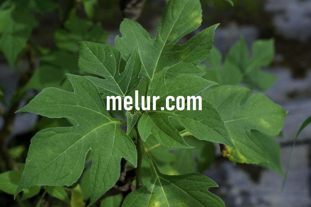 Tithonia Diversifolia Sapling | Anak Pokok Insulin