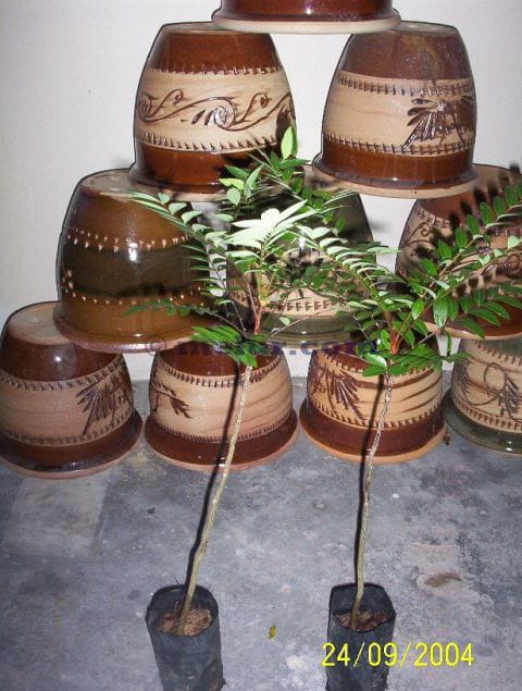 Tongkat Ali