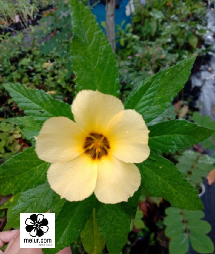 Turnera Subulata (Cuban Buttercup) Plant Sapling | Anak Pokok Lidah Kucing Bunga Hitam Kuning