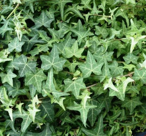 Variegated English Ivy Live