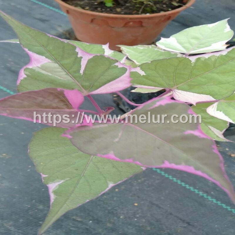Variegated Sweet Potato cutting / keratan pokok ubi keledek batik