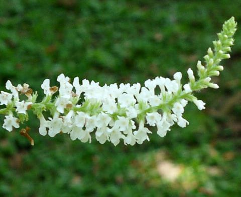 White Butterfly Bush|M