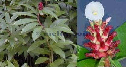 White Costus Plant  | Pokok Setawar Putih (M)