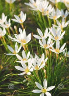 White Rain Lily Sapling | Anak Pokok Bunga Lili Putih