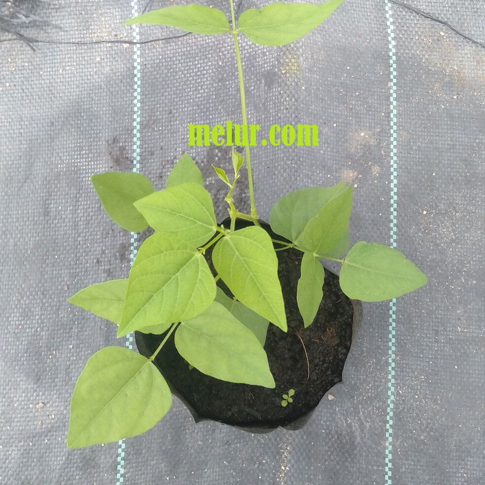 Winged Bean Sapling | Anak Pokok Kacang Botor