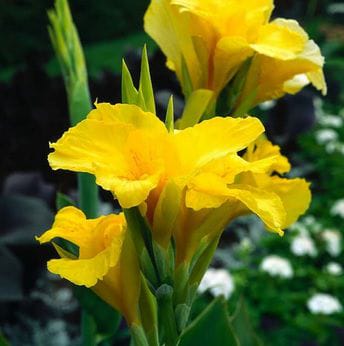 Yellow Canna Lily Live Plant | Pokok Bunga Canna Kuning