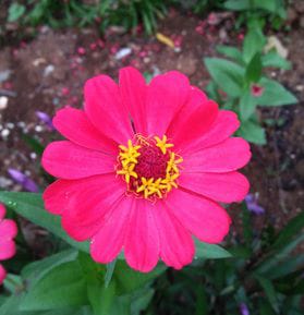 Zinnia Pink
