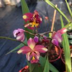 Ground orchid plant pink yellow flower