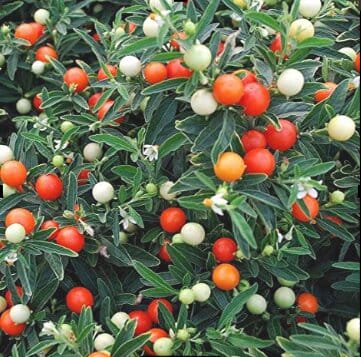 Solanum Cherry