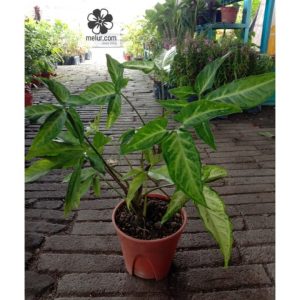 Syngonium Podophyllum Arrowhead Plant