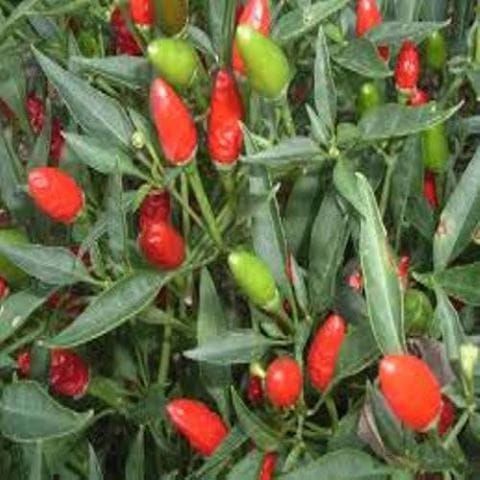 Pokok Cili Api