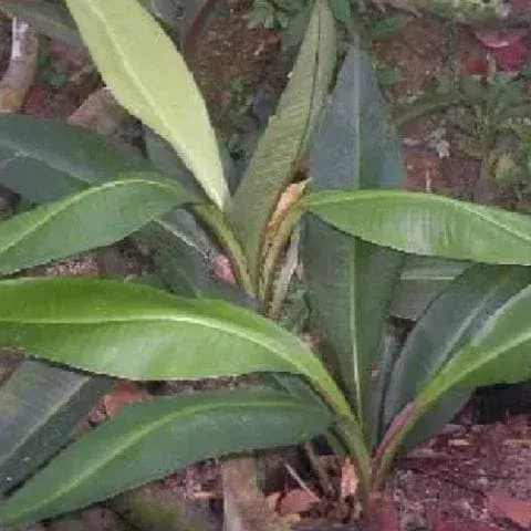 Gambar pokok Kacip Fatimah