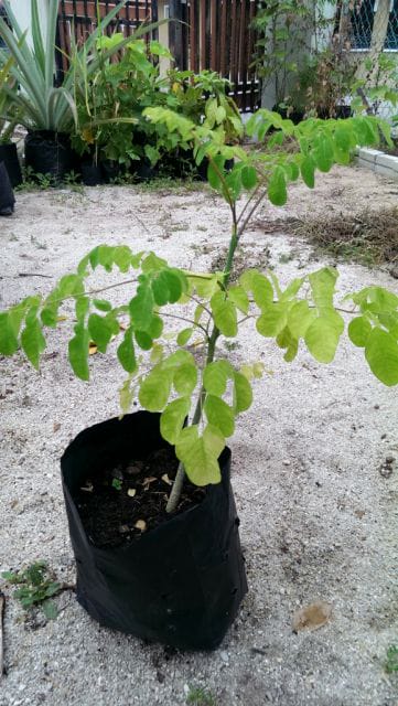 Moringa Oleifera Seeds (1kg)