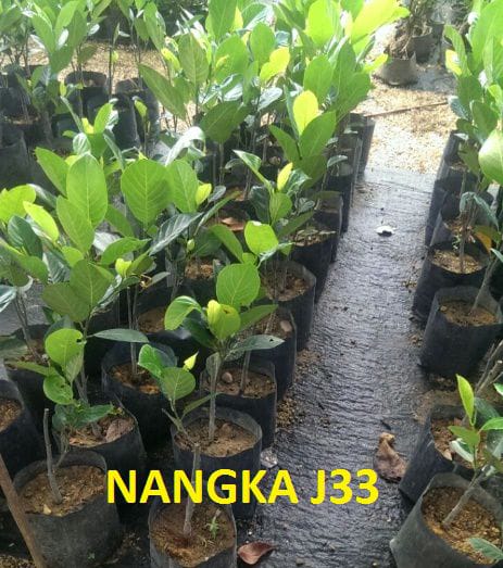 nangkaJ33