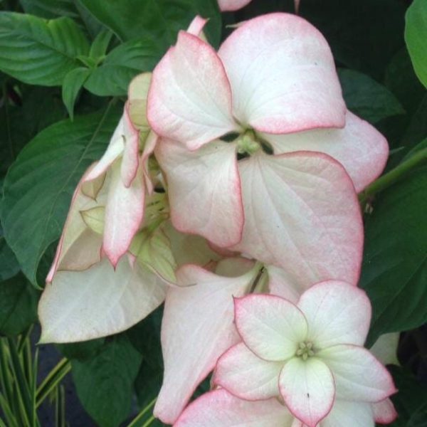 Blush Pink Mussaenda Sapling | Anak Pokok Janda Kaya Merah Jambu Samar