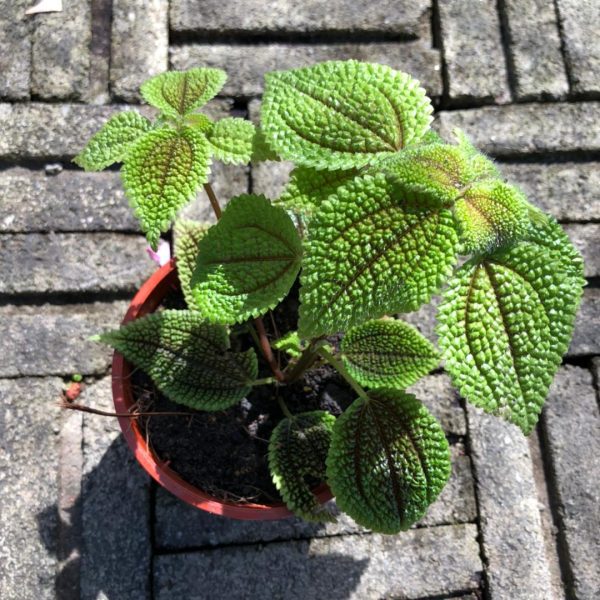 Pilea Mollis Live Plant | Pokok Hiasan Lumut Hijau
