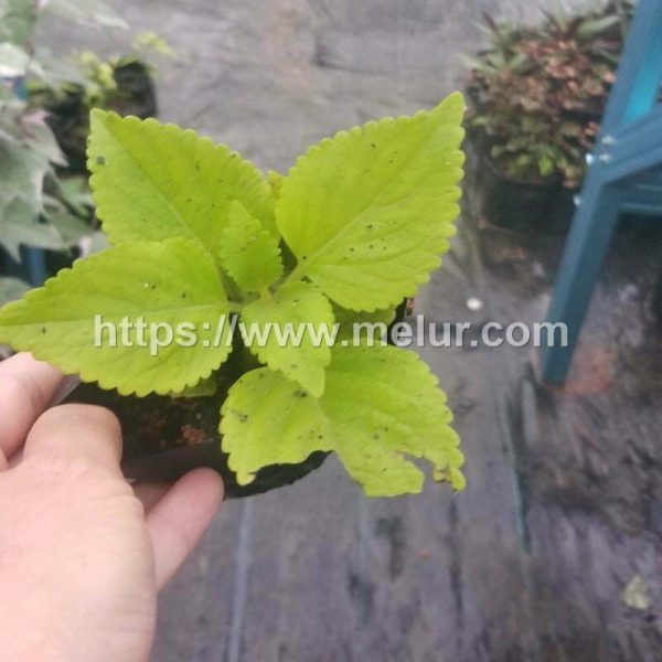 Coleus Big Blonde Cuttings / Keratan Batang Ati-ati jenis Big Blonde