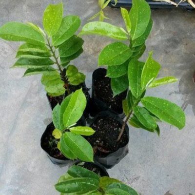 Anak Pokok Durian Belanda