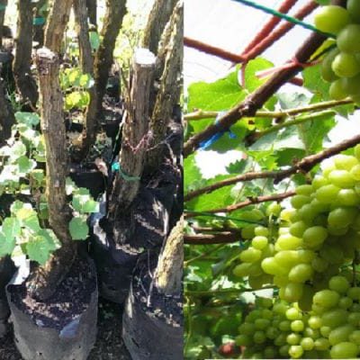 Anak Pokok Anggur Merah