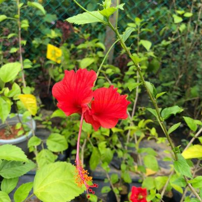 Anak Pokok Bunga Raya Merah (Bunga Kebangsaan Malaysia)