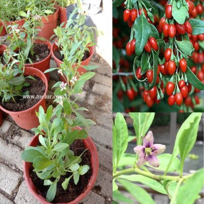 Goji Berry Sapling (Anak Pokok Goji Daun Lebar)