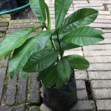 Anak Pokok Kecupu